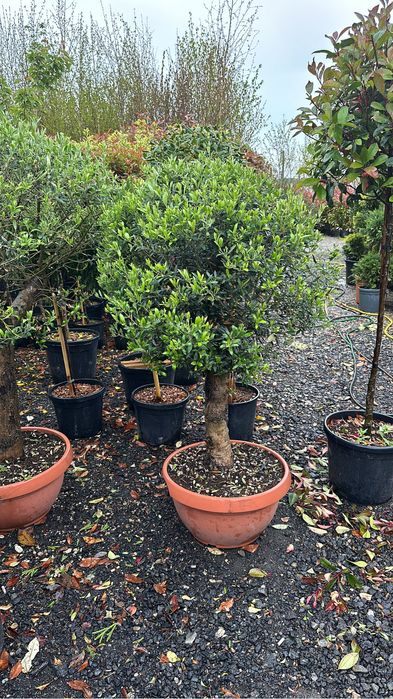 Tuia brazi catalpa artari tei mesteacan maslini pom-pom spirale bosai