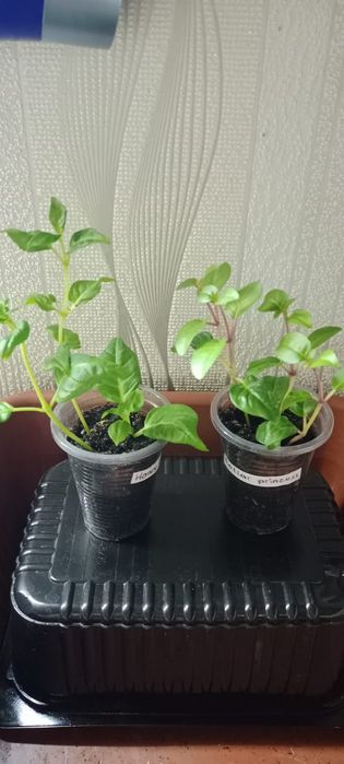 Цветы комнатные, черенки.