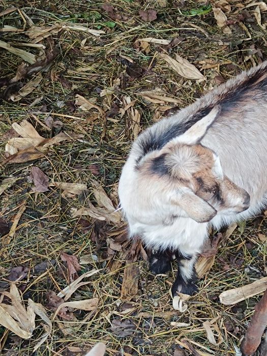 Vând capre și iezi