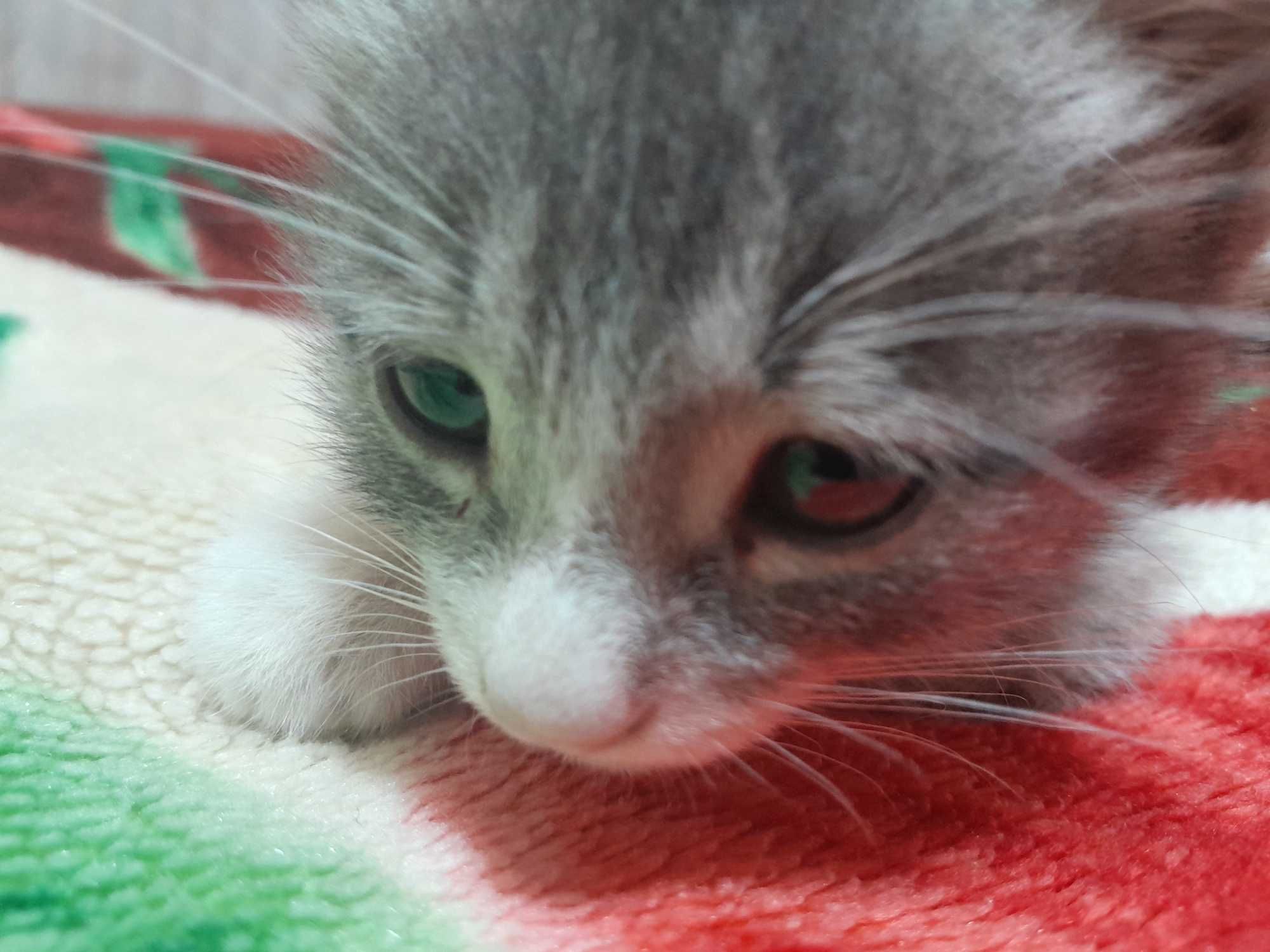 Маленький котик в хорошие руки