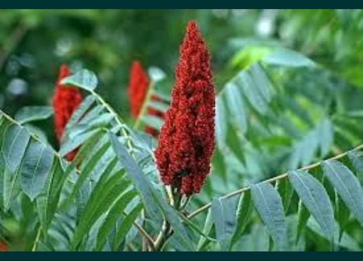 Саженцы Сумах Оленьи Рожки !!