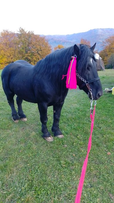 Vand harmasar în vârstă de 10 ani