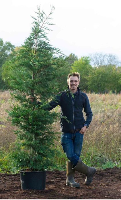 Leylandy toate dimensiunile calitate extra