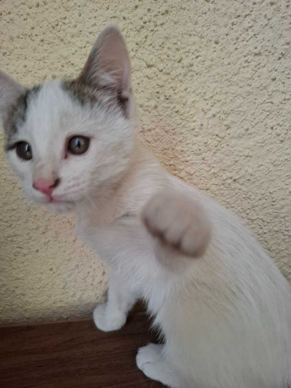 отдам котят в хорошие руки, к лотку приучены