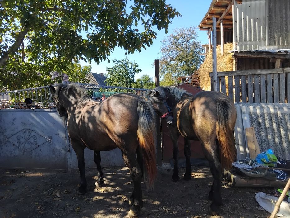 Vând mânz tânăr.