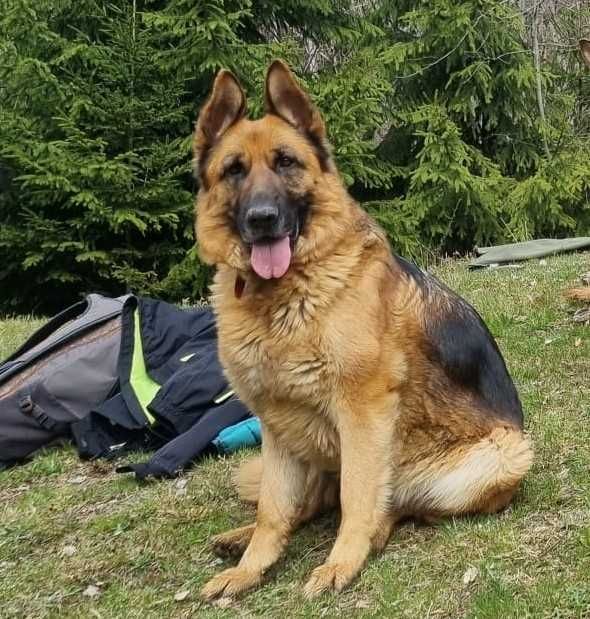 Pui Ciobănesc German cu PEDIGREE,  linie de show