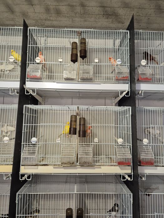 Vand papagali si canari