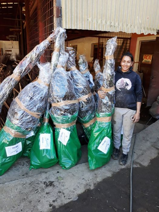 Nuci chandler.Aluni.Nuc negru.Forestier.Stejar.Paulownia.Plantare.>RO
