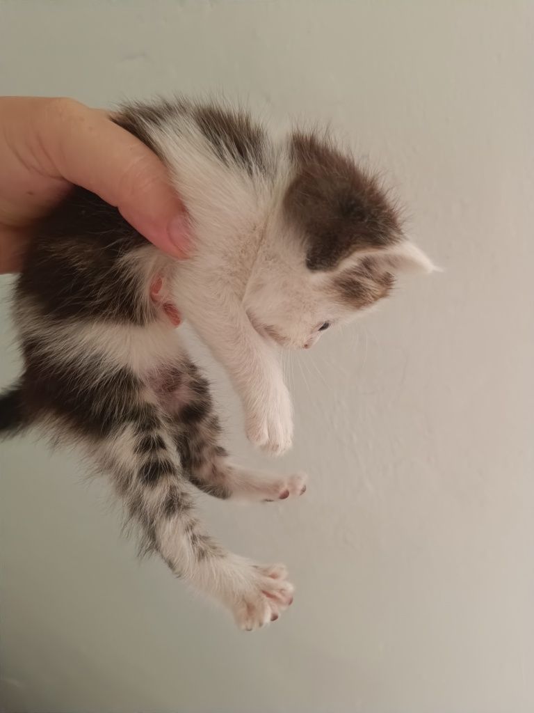 Срочно бесплатно котята