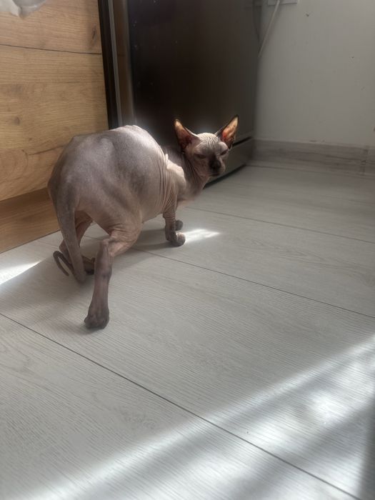 Подарявам сфинкс на 2 години женска кастрирана