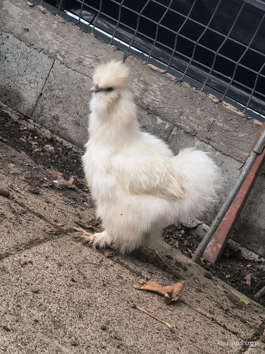 Gaini mătasea Japoneza