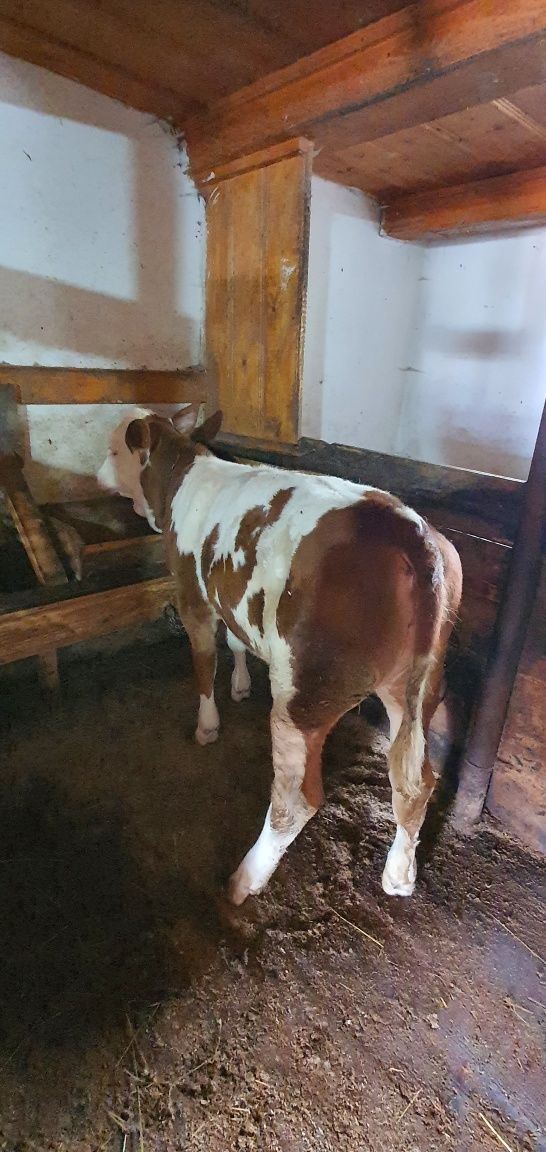 Vițică de vânzare bălțată