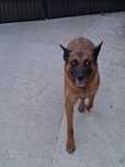 Donez lup belgian malinois(femela-5 ani)