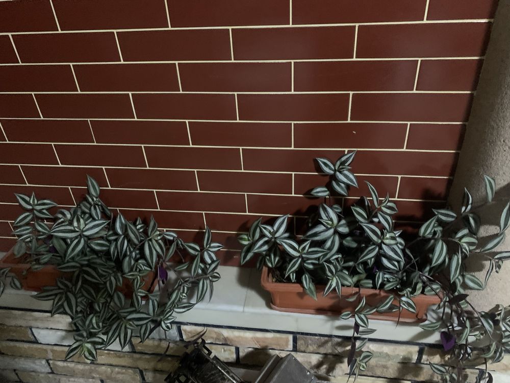 Gullar sotiladi