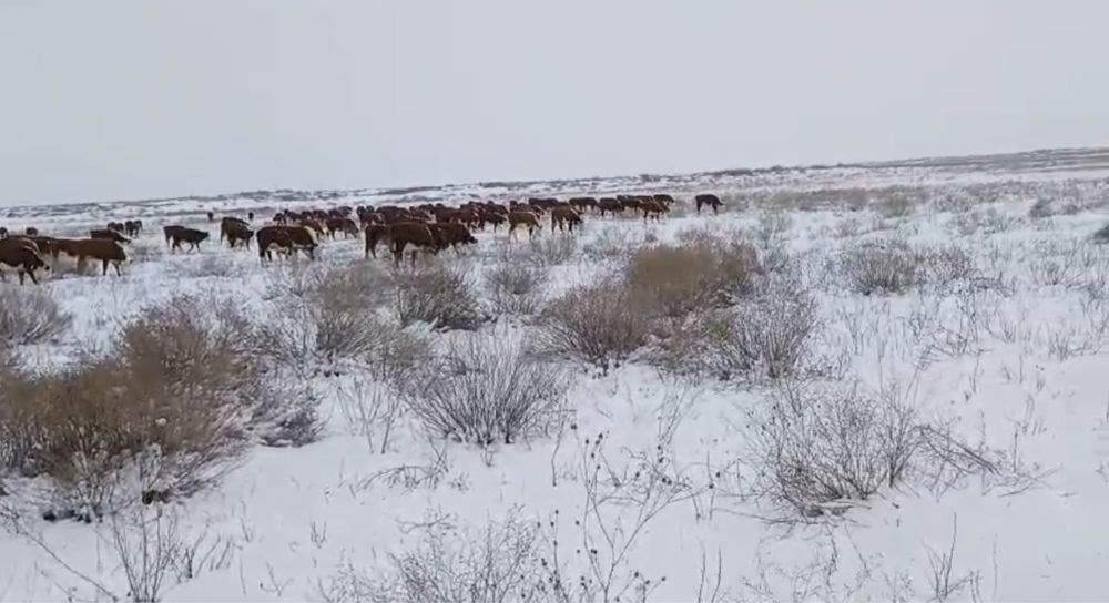 Ақ бас Қашарлар сатылады