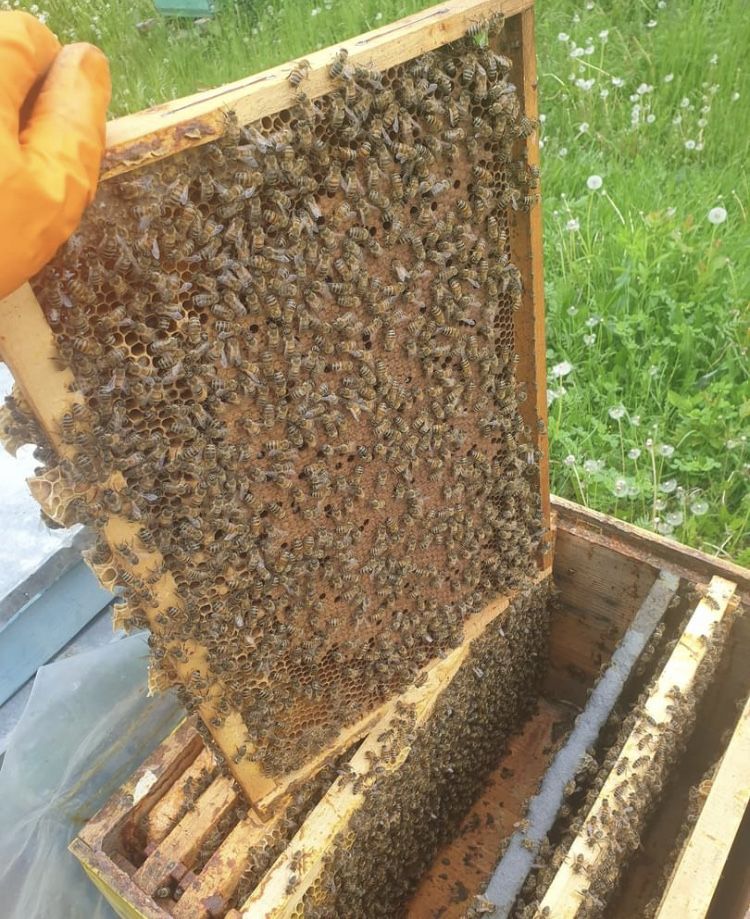 Vand 10 familii de albine Sura Mare