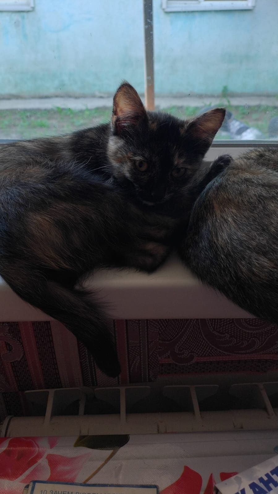 Отдам в добрые руки котят
