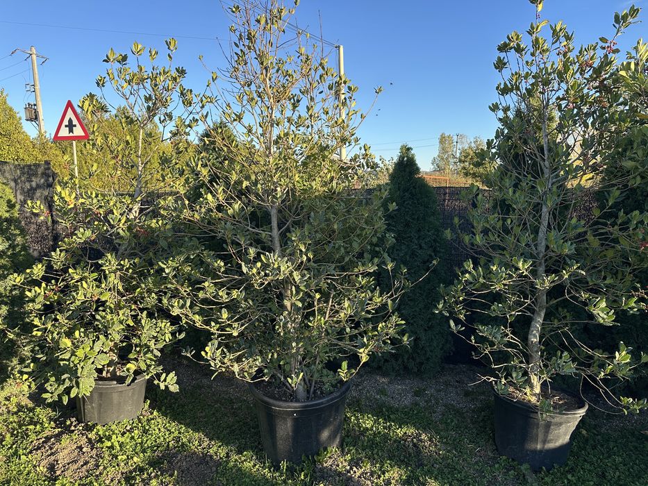 Palmieri tuia bonsai photinia pon pon maslin pin ylex laur eleganus