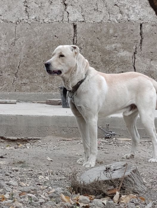 Вязка Алабай. Линия ок куш.