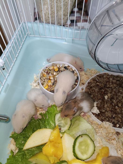 Сирийские хомяки