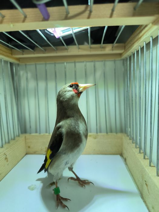 Sava sotladi yengi savala