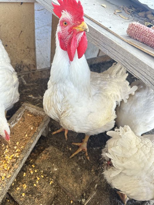 Бройлеры готовы к забою