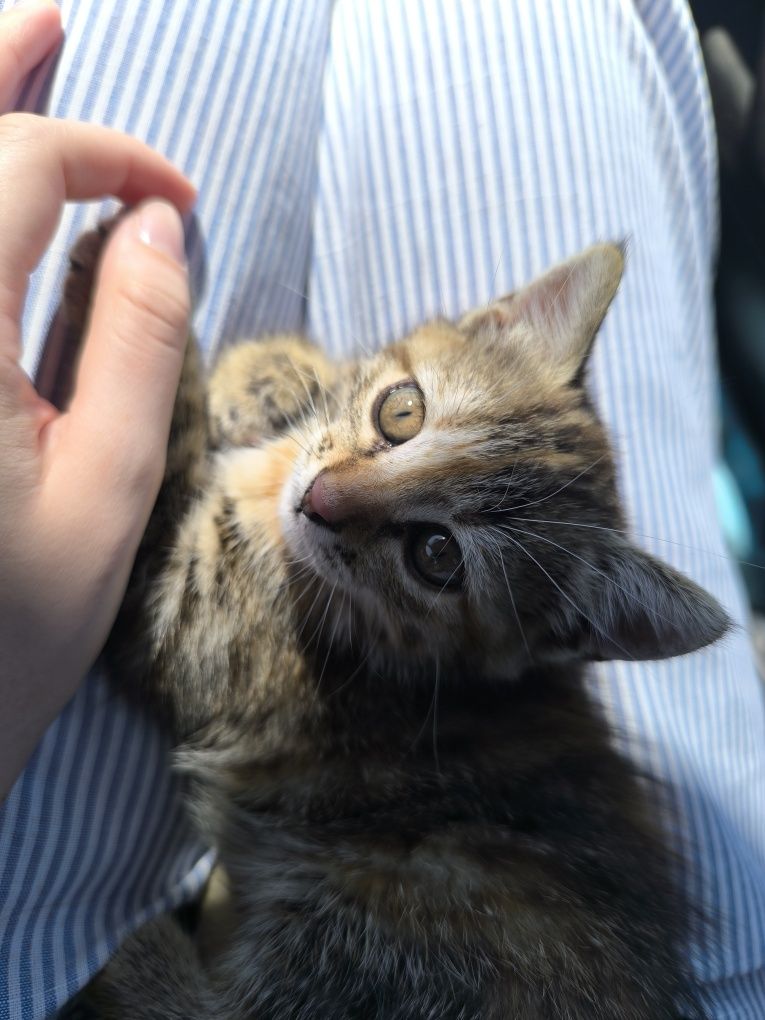 Подаряваме малко котенце