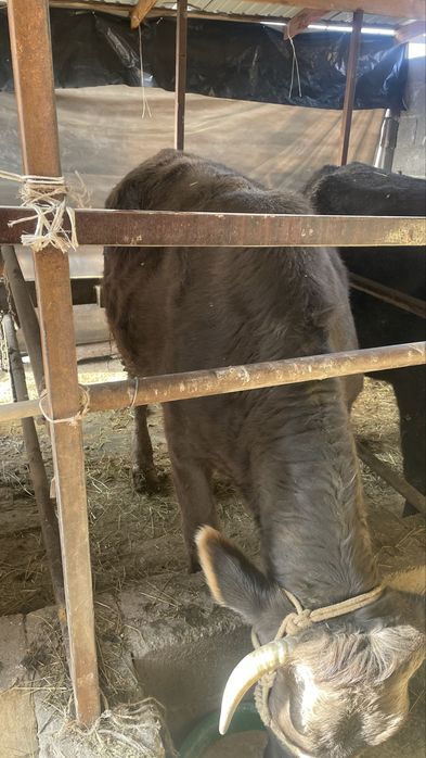 Семиз сиыр сатылады Байланган