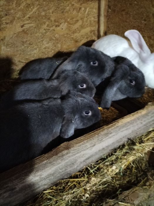 Vând iepuri berbec german