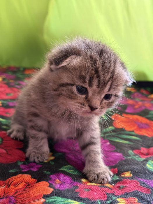 Котята продаются