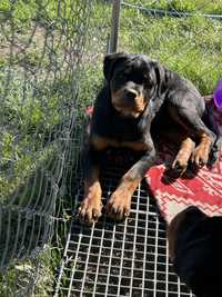 Femela Rottweiler cu pedigree