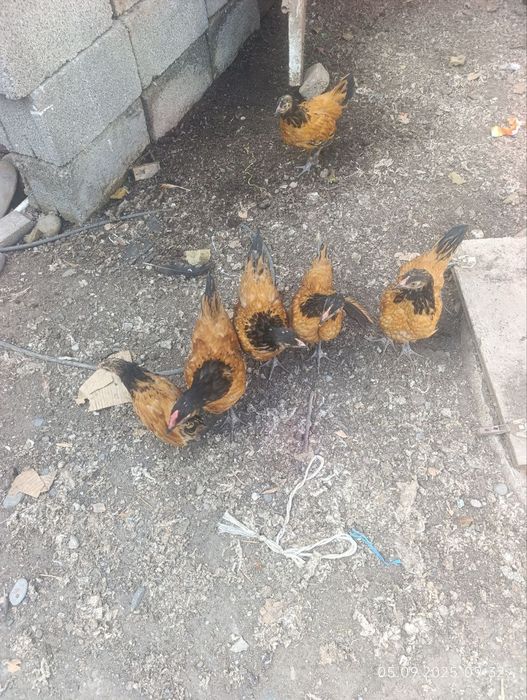 Куры породы Форверк