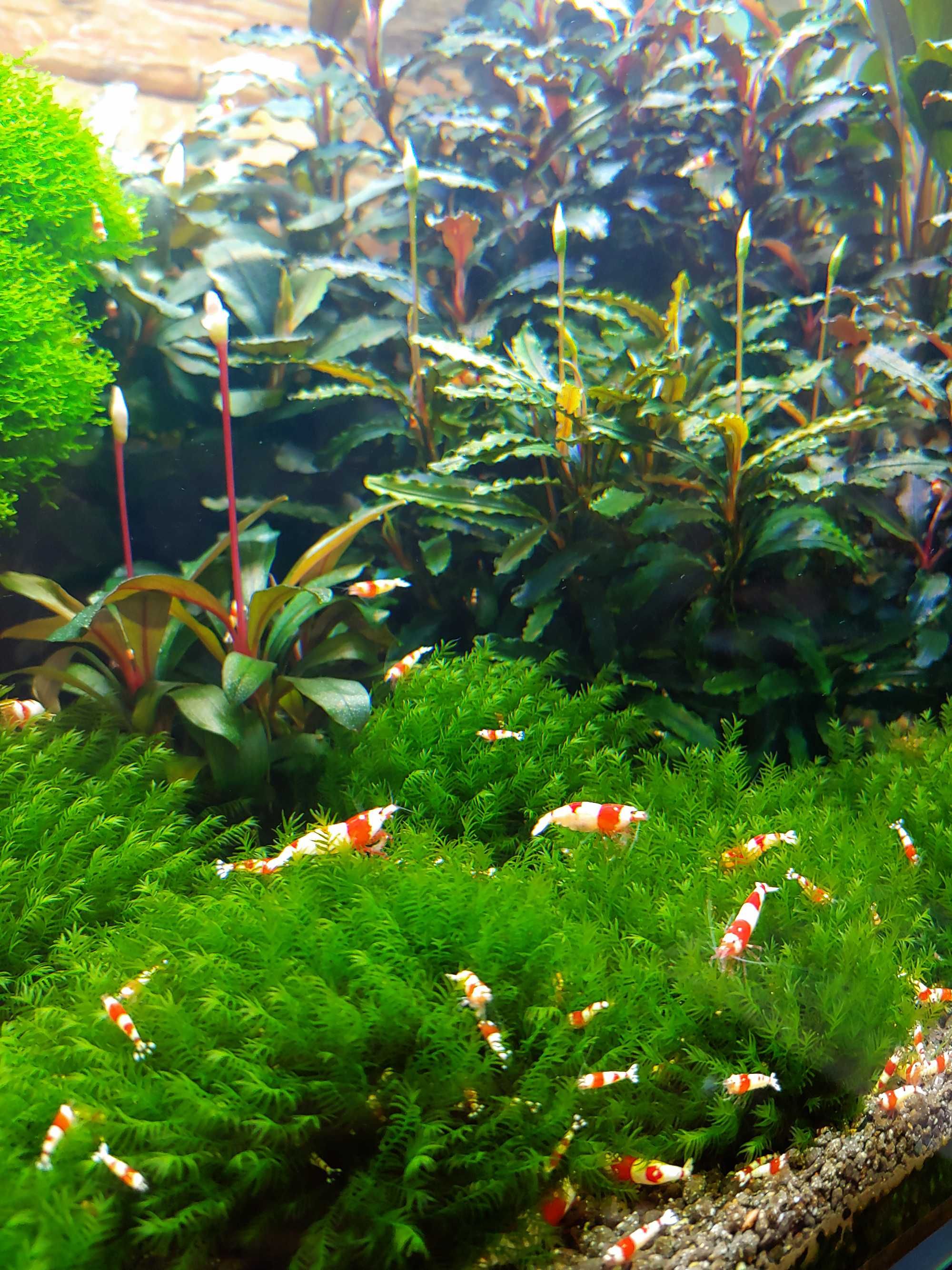 Plante Muschi de acvariu Fissidens Fontanus Moss / Phoenix Moss