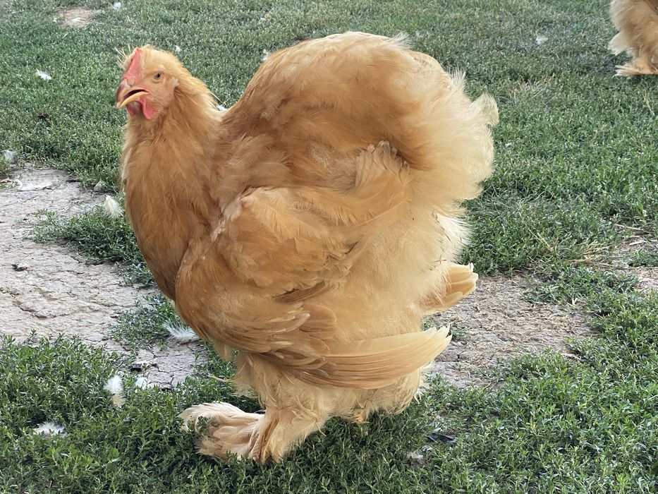 Vand schimb cocoș  rasa Conchinchina si pui de anul acesta .