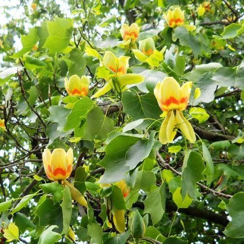 Arborele De Lalea