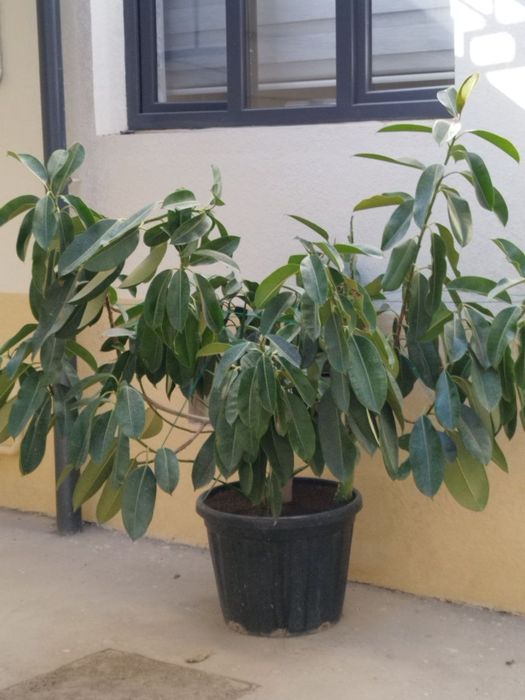 Juda katta Fikus guli sotiladi