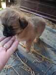 Donez doua cateluse metis labrador