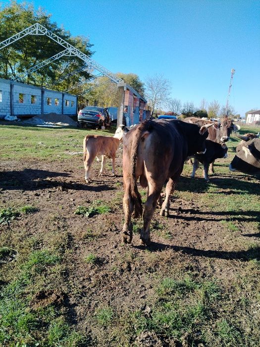 Vând taur 15 lei per kilogram