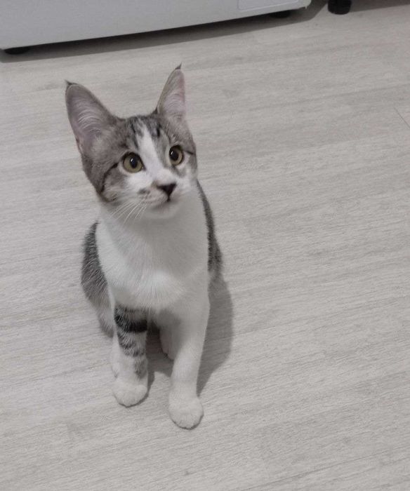 Очаровательный котик, 5 мес., паспорт, кастрирован, лоток+