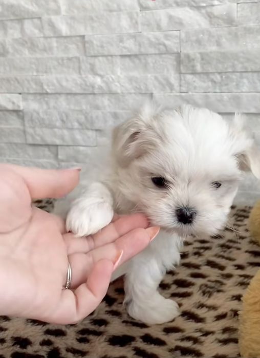 Bichon maltez mini toy