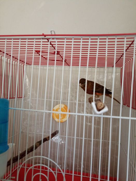 Канарейка- кенар