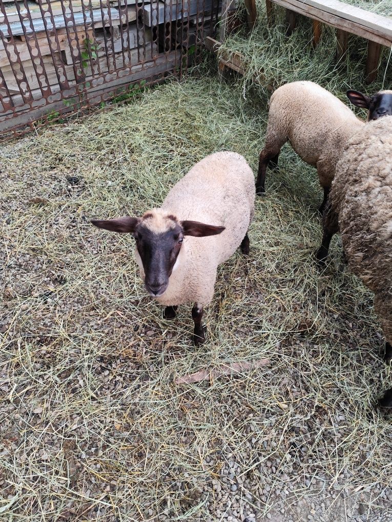 Mieluță de vanzare