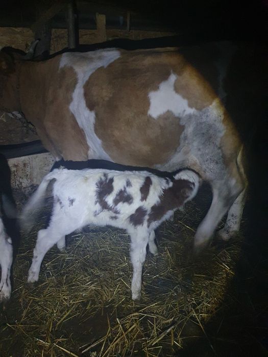 Vând vitei și vitele