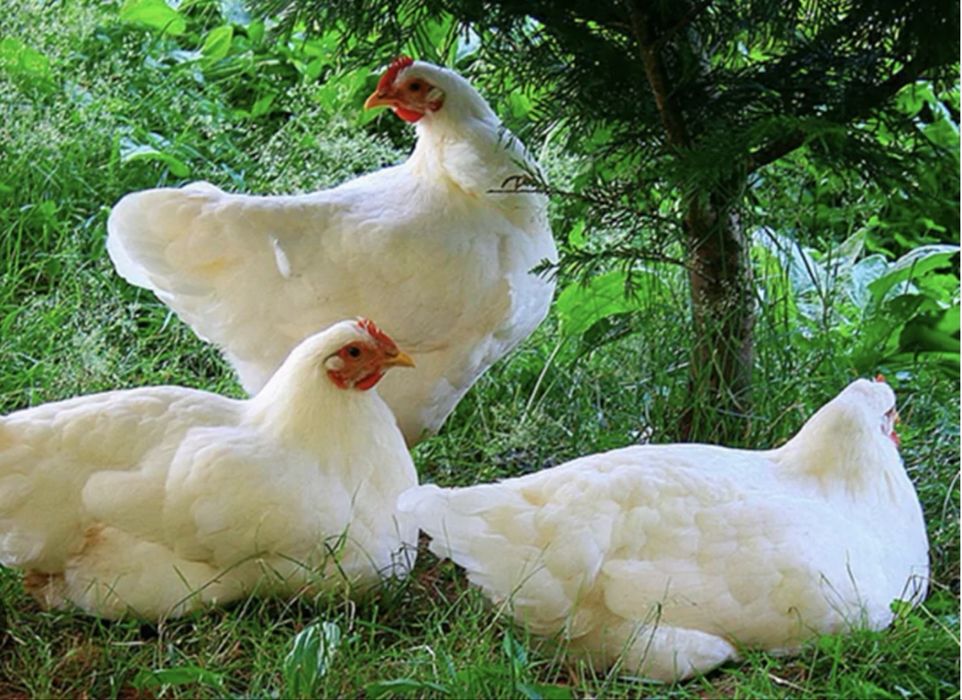 Принемаю заявки мясо на бройлеров 1,5-2 кг живой вес