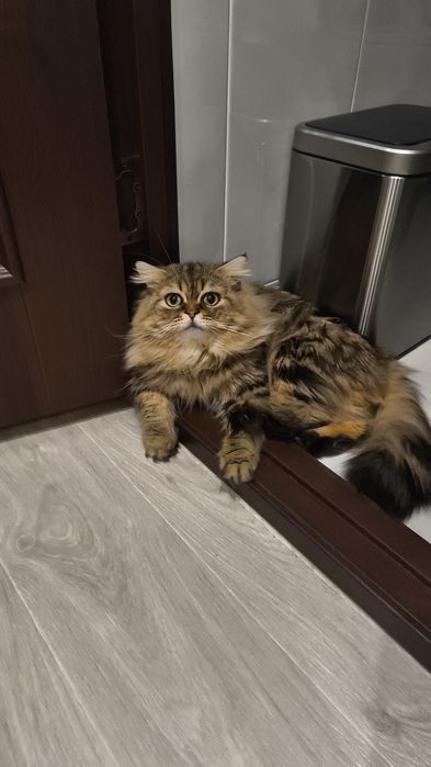 Кот породы Шотландский Хайленд страйт