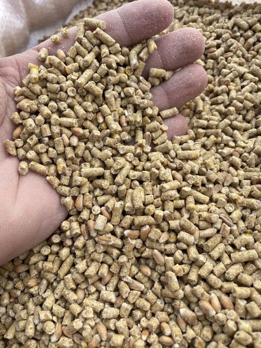 Brizura pui de carne rasa mixta gaini ouatoare granule