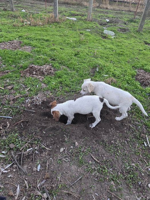 Подарявам кученца