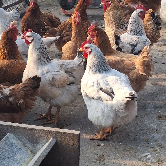 Vând gaini și cocoși Cabir