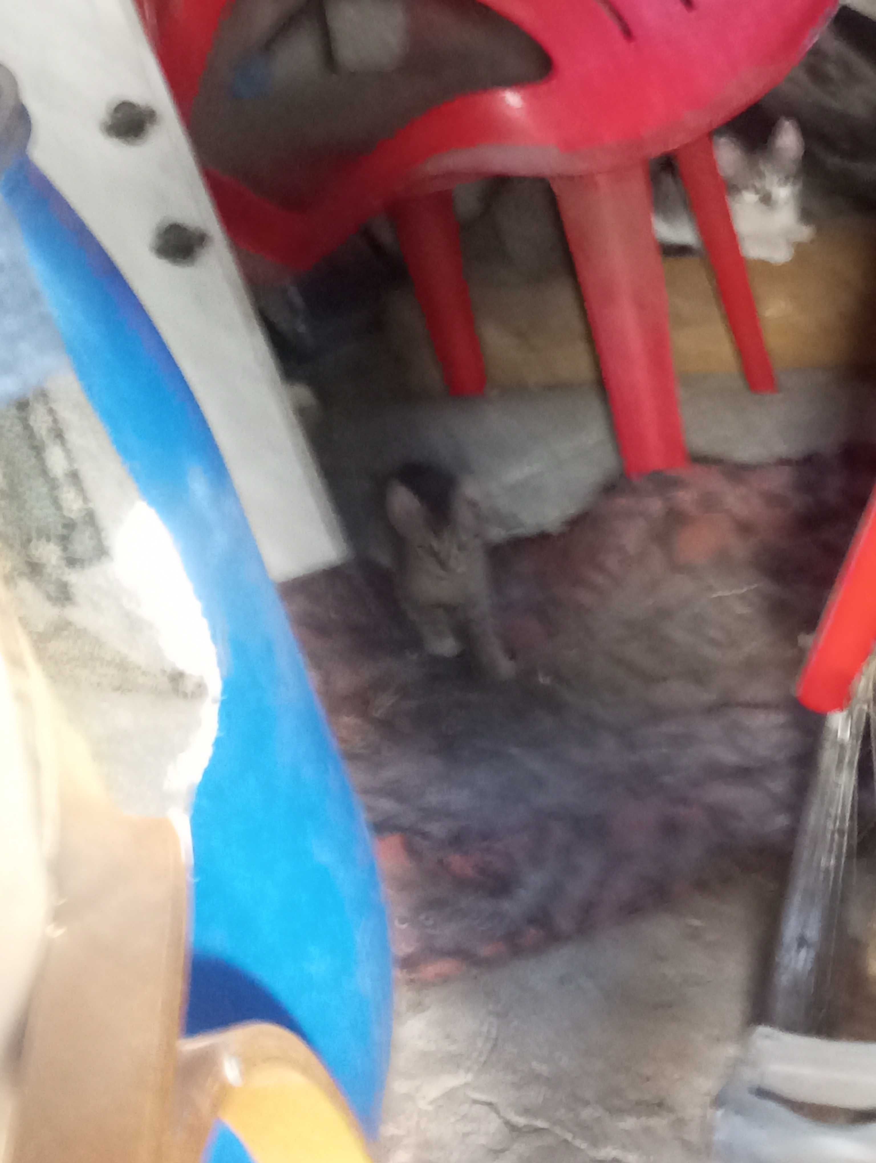 Dau in adopție 7 pisici din jona Clujului gratis