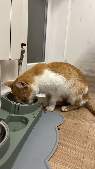 Срочно! Кошечка ищет дом